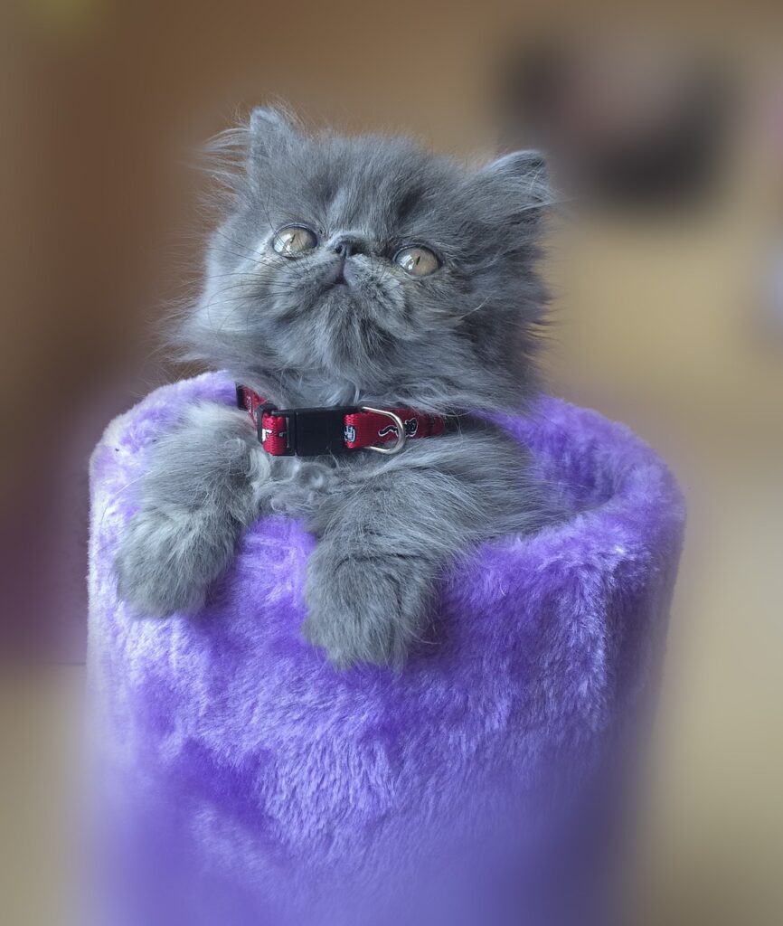 Persian Cat Breed Information