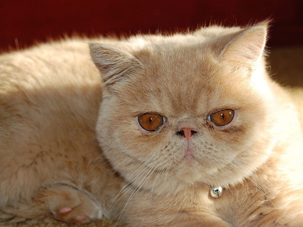 Persian Cat Breed Information