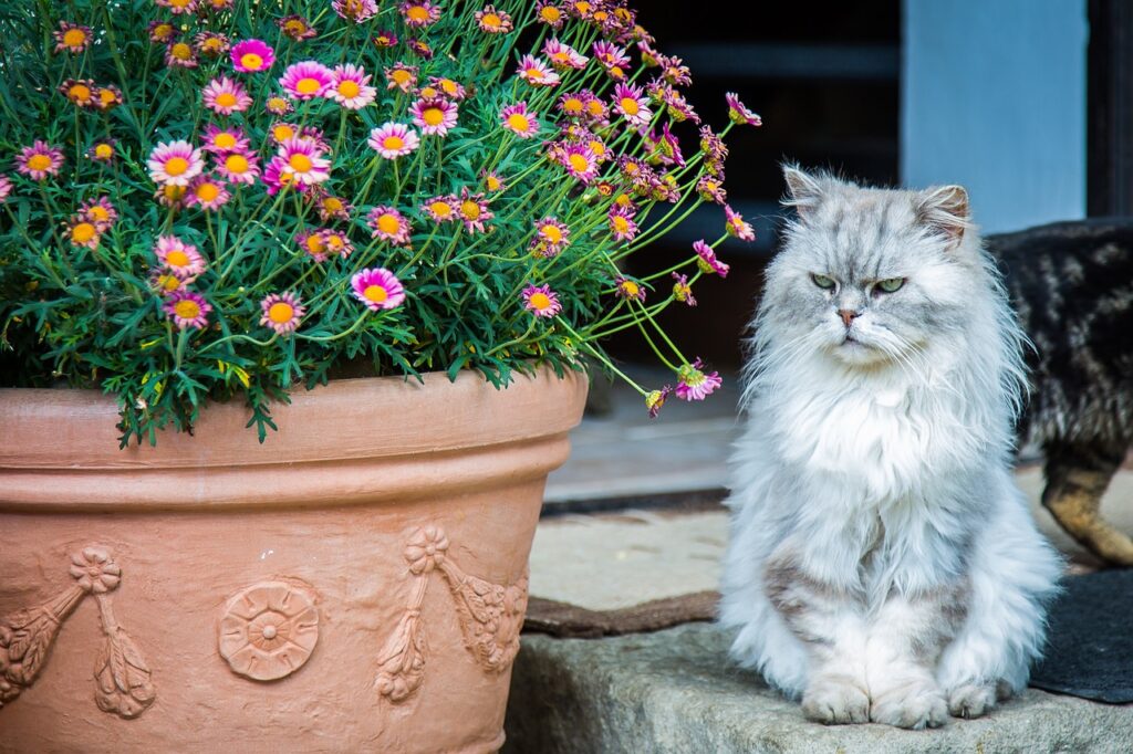 The History of the Persian Cat